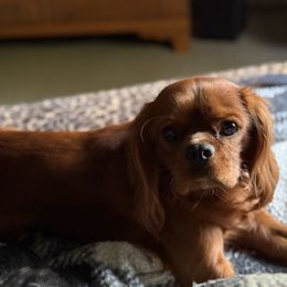 Maverick - Cavalier King Charles Spaniel