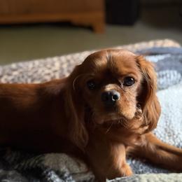 Maverick - Cavalier King Charles Spaniel