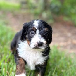Thunderlane - Tri-color male Bernedoodle puppy in Clermont, Florida from Shadow Bernedoodles & Dog Training