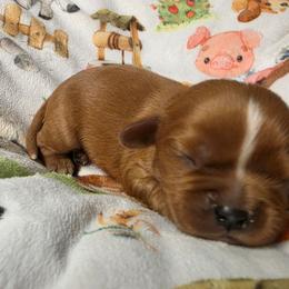Randy - Ruby male Cavalier King Charles Spaniel puppy in Wapello, Iowa from Willow Rayne shelties and more