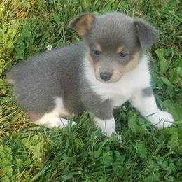 Border Collie and Pembroke Welsh Corgi Puppies from Bonderosa Kennels