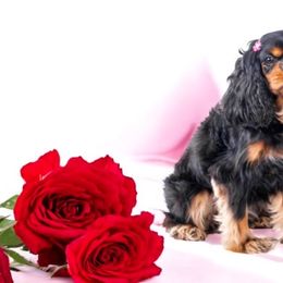 London - Cavalier King Charles Spaniel