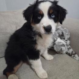 Shea - Black tri female Miniature Australian Shepherd puppy in Colbert, Georgia from Dogwood Blossom Aussies