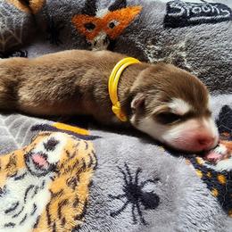 Jinx, yellow collar - Red and white female Alaskan Malamute puppy in Grayson County, Virginia from River Bend Malamutes