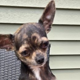 Mouse - Chihuahua