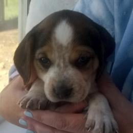 Stella - Black tan and white female Beagle puppy in Peculiar, Missouri from At home