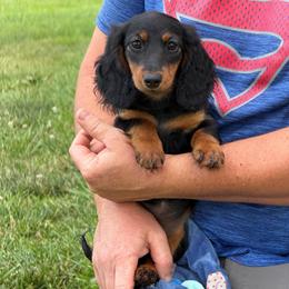 Cashew (Ms. Head) - Black and tan female Dachshund puppy in Red Bud, Illinois from Midwest Miniature Dachshunds