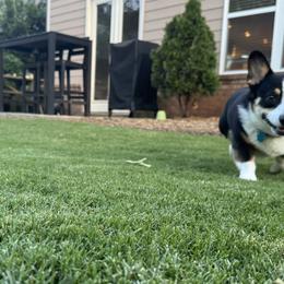 Pembroke Welsh Corgis from Heatherland Corgis
