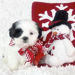 AKC Angel - Black and white female Shih Tzu puppy in Greenville, South Carolina from Babyface Shih Tzu