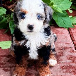 Claire - Blue merle female Bernedoodle puppy in Saint Francis, Kansas from Land of Oz Doodles