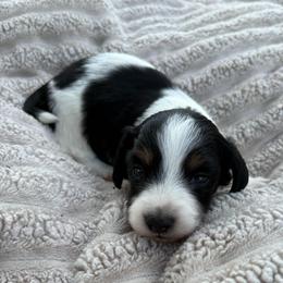 Mr Moo - Piebald male Dachshund puppy in De Soto County, Florida from Countridox Dachshunds