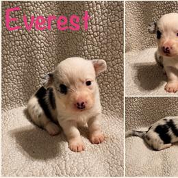 Everest - Blue merle and white female Cardigan Welsh Corgi puppy in Box Elder, South Dakota from BELieve Cardigan Welsh Corgis