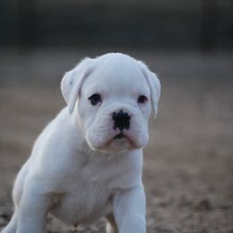 Boxer and Cane Corso Puppies from Soaring Royalty Canines LLC