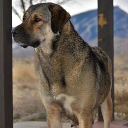 Marge - Anatolian Shepherd Dog