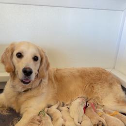 Girl 5 - Light golden female Golden Retriever puppy in Modesto, California from Rooster Valley Golden Retrievers