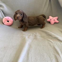 Isabella and tan - Fawn (isabella) and tan female Dachshund puppy in Mount Vernon, Ohio from Double A Dachshunds