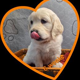 Orange girl - Light golden female Golden Retriever puppy in Albuquerque, New Mexico from Teeter's Desert  Goddess Goldens