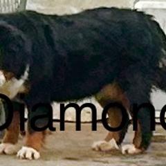 Diamond - Bernese Mountain Dog