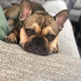 French Bulldog Puppies from Nuthin’ But Frenchies