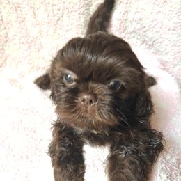 Storm - Chocolate male Shih Tzu puppy in Decatur, Tennessee from Ford Hollow Farms Shih Tzus and Australian Shepherds