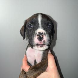 Rocky - Brindle male Boxer puppy in Jamesville, New York from Reynolds Homestead Boxers