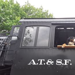 Bernese Mountain Dog All Grown Up from Bernese Mountain Railway