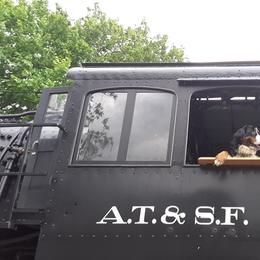 Bernese Mountain Dog All Grown Up from Bernese Mountain Railway