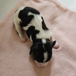 Girl 5 - Black and white female Cavapoo puppy in Grayville, Illinois from Debs Doodles, Cavapoos, Cavadoodles