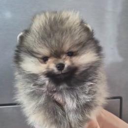 Amethyst - Cream sable female Pomeranian puppy in Visalia, California from Exotic_fresita_poms