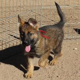 Girl 1 Red - Sable female German Shepherd puppy in Lake George, Colorado from High Country German Shepherds