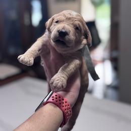Gray Female- MiniGoldendoodle - Apricot female Goldendoodle puppy in Piedmont, South Carolina from The Farm at Saluda Ridge