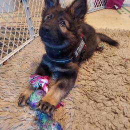 German Shepherd Puppies from Fancy GSDs