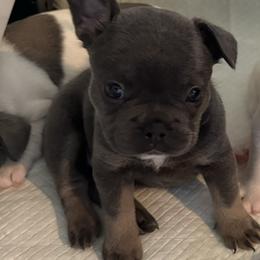French Bulldog Puppies from The Frenchie Ravine Connection LLC