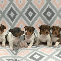 Teddy Roosevelt Terrier Puppies from Big Grove Farms