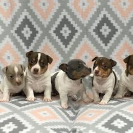 Teddy Roosevelt Terrier Puppies from Big Grove Farms