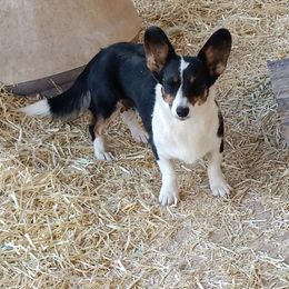Cocoa - Cardigan Welsh Corgi