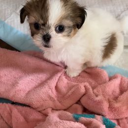 Shih Tzu Puppies from Prescious Shih Tzu’s