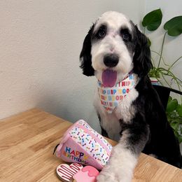 Ora - Bernedoodle