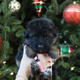 Gemma - Black and red female German Shepherd puppy in Canton, Texas from WILDWOOD GERMAN SHEPHERDS