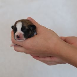 Girl 4 - Sable female Pembroke Welsh Corgi puppy in Morgantown, Pennsylvania from Goldstar Puppies (License Number 18519)