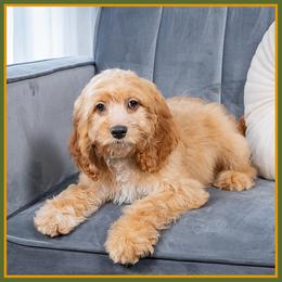 Fred - Red and white male Cockapoo puppy in Connersville, Indiana from Deaz Doodle Ranch