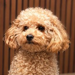 Havapoos and Poodles from Miroslava's Puppies