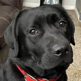 RUBY - Labrador Retriever