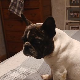 Piper - French Bulldog