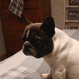 Piper - French Bulldog