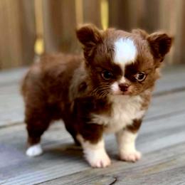 Chihuahuas from Cane River Chihuahuas
