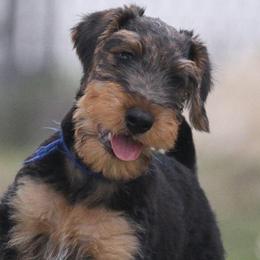 Blue pup - Black and tan male Airedale Terrier puppy in Georgetown, Texas from Spindletop Airedale Terriers