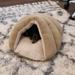 Dachshund Puppies from LPS weenies