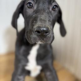 Ryder - Black male Great Dane puppy in Hutchinson, Kansas from Dappled Danes