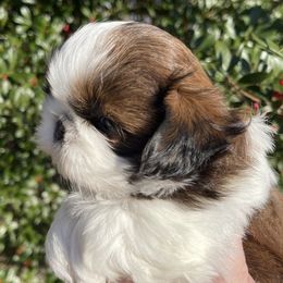 Cash - Shih Tzu